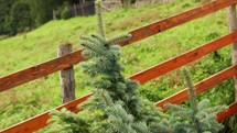 Close up of a growing fir tree in a yard with a wooden fence.