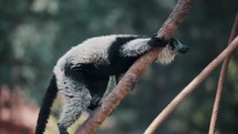 Close up of Critically Endangered Black-and-white Ruffed Lemur Climbing And Jumping On Tree Branch. 