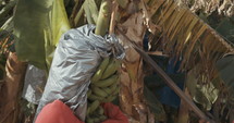 Workers carrying banana clusters during banana harvest