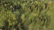 Fly above green forest trees in sunny spring nature evening
