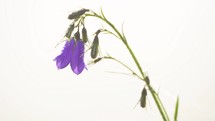 Closeup of bluebell flower blooming on white background.
