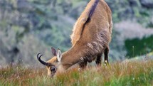 Detail of Chamois Rupicapra graze alpine meadow in alps mountain nature wildlife wild animal

