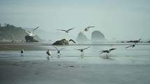 seagulls landing on a beach 