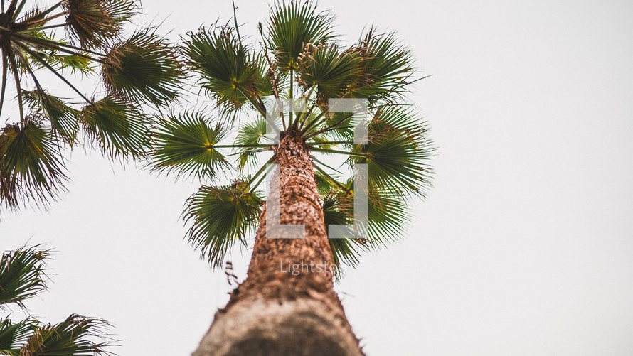 looking up to the top of a palm tree 