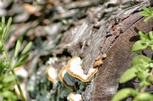 lichen on a log
