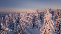 Christmas Winter forest nature fly between snowy trees in frozen alps mountains landscape, Beautiful light of sun sunrise Aerial view 4K
