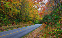 rural road through a fall forest 