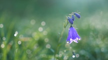Bluebell flower blooming in morning dew in sun light on green meadow. Slow motion

