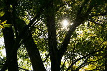 sunburst through summer trees 