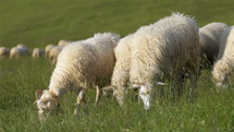 Sheep graze grass on a fresh green meadow in organic farm in sunny summer nature
