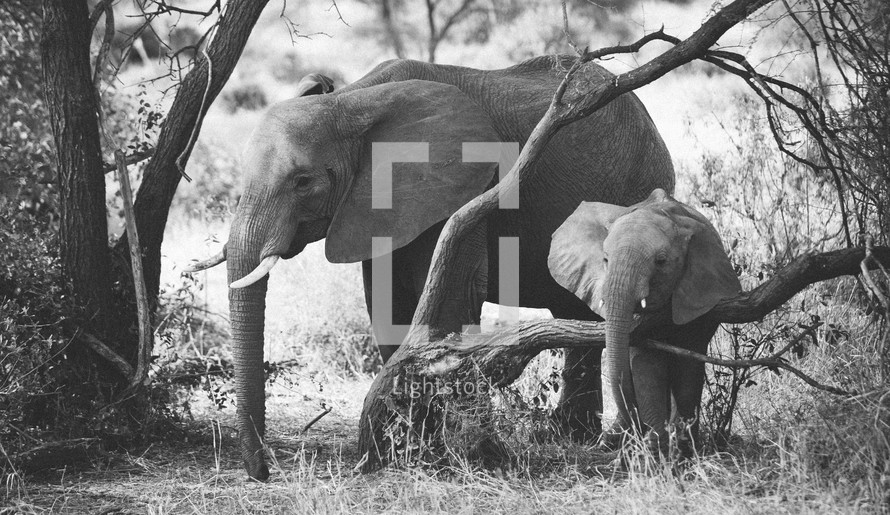 Elephants on a Safari in Tanzania