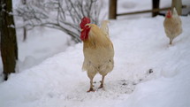 White rooster chasing chickens in organic farm with free range in cold snowy winter season
