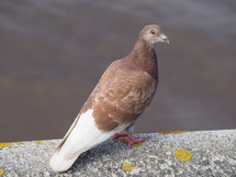 Domestic pigeon bird animal standing on a bridge over river
