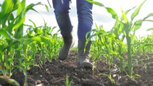 Close up rubber boots. Farmer in rubber boots going in the field of cultivated corn maize crops. Man in rubber boots go in cornfield with light of sunset. Agricultural and organic products concept.