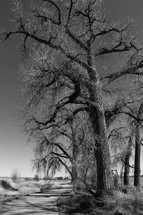 winter tree along a path 