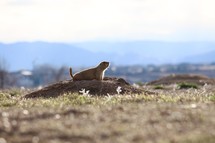 prairie dog in a burrow 