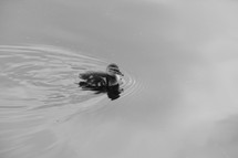 baby duckling on water 