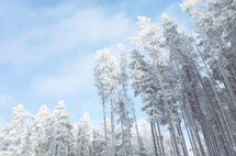 white frosted woods with blue sky