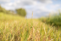 shallow focus of grass in field