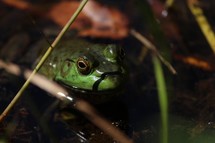 frog in a pond 
