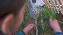 Kids hands feed cute young lamb with fresh green grass in small organic farm happy lambkin