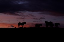 silhouettes of horses at sunset 