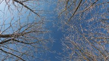 Look up on Frozen tree tops branches in winter forest towards blue sunny sky with snow snowing nature

