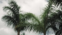 wind blowing palm trees 