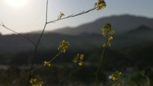 yellow flowers and mountain peak 