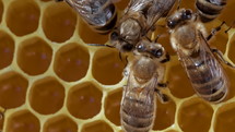  Bees working on honeycomb in apiary
