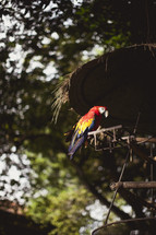 A parrot sitting on a feeder