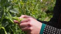 hands holding broad bean