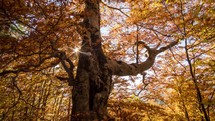 Sunny autumn forest tree
