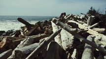 driftwood along a shore 