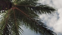 wind blowing a palm tree 