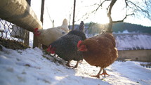 Various colored chicken feeding grain in small organic farm with free range in sunny winter day
