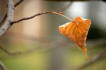 fall leaf 