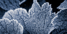 frost on leaves 