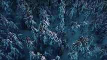 aerial view over a pine forest n winter 