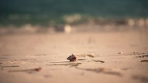 Baby hermit crab walking on a sandy beach