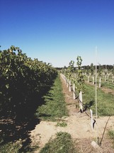 rows of young trees in an orchard