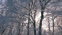 Sunrise in frozen winter forest with sun between snowy trees in cold peaceful morning nature