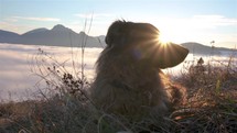 Cute brown dog lying in grassy meadow and watch on beautiful sunrise nature
