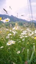 Flowering meadow blooming in summer nature alpine mountains slow motion Vertical
