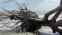 driftwood in the tide 