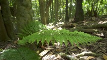 Sunny primeval forest with fresh green bracken's twig moving in a wind in foreground in New Zealand wild nature
