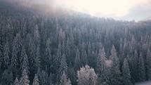 Winter forest nature landscape aerial view
