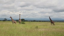 giraffe in the savanna 