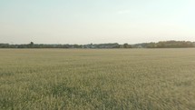 Wheat field landscape. Wheat green field landscape. Summer barley field in sunny day. Green agricultural field.