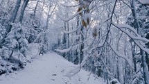 Frozen snowy country road in winter forest nature
